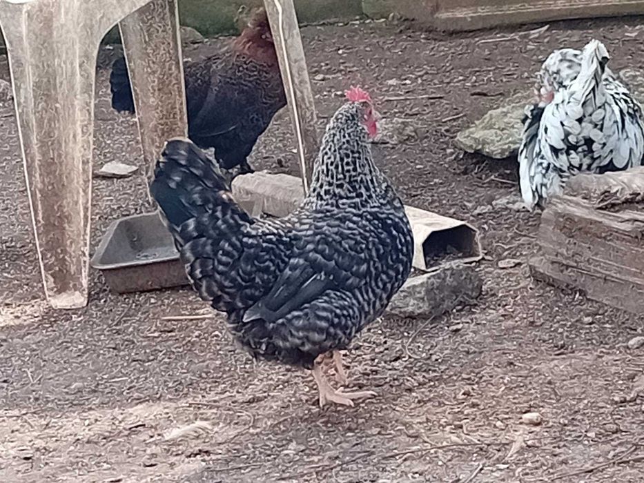 Vând cocoși și găinușe pitice