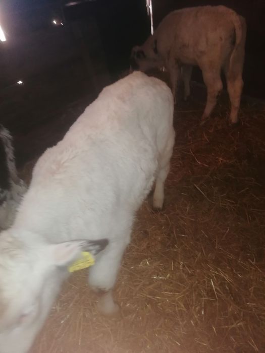 Vând 4 viței alb albastru