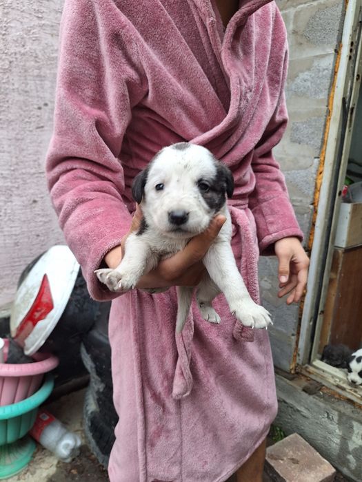 Отдам хорошие руки