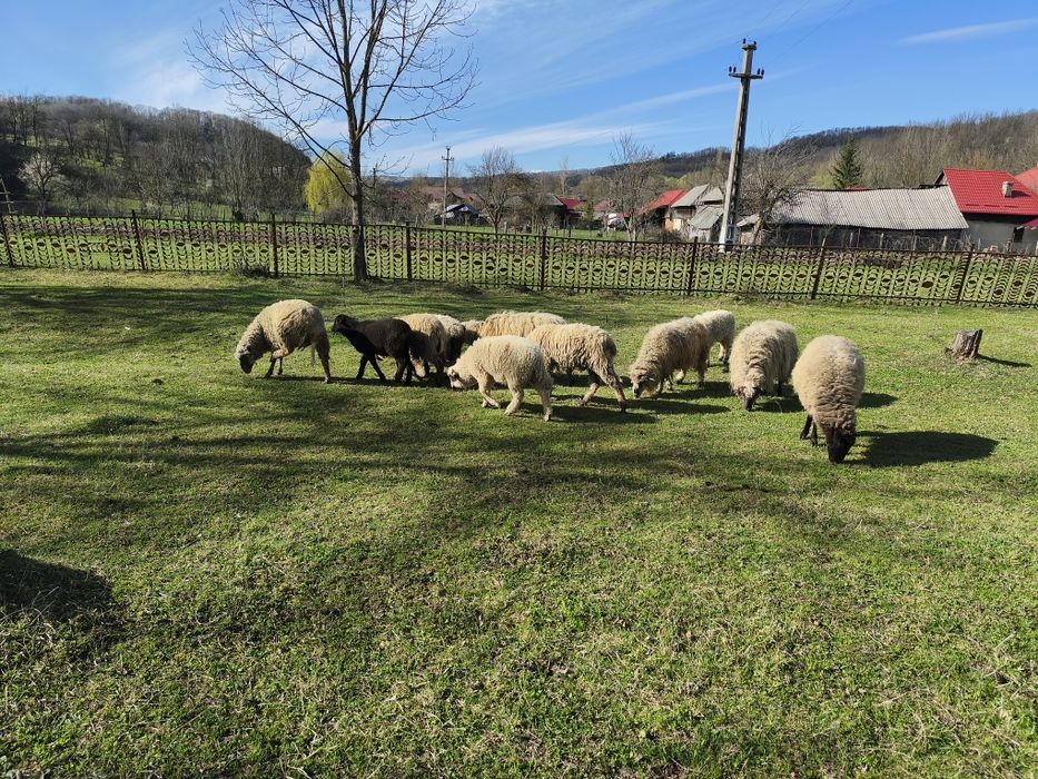 Oi și berbeci de vanzare