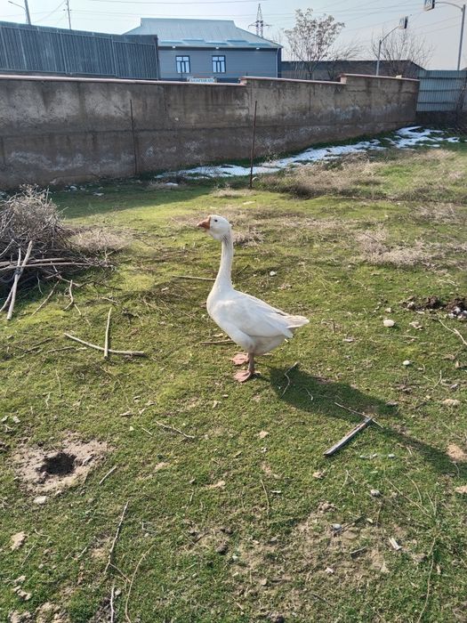 Гусь Халмагор помесь продается