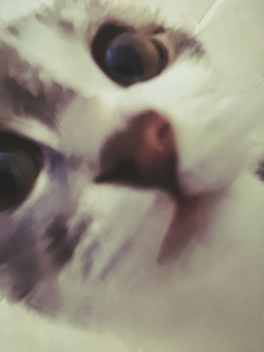 Отдаются в хорошие руки