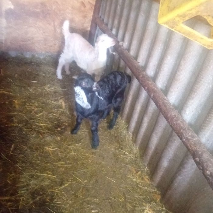 Ieduț de vânzare din capră foarte bună de lapte cel negru l