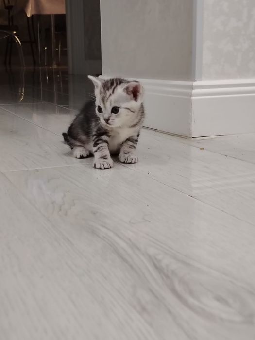 Котёнок Скотиш страйт. Девочка.