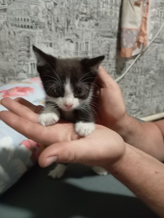 Бесплатно котята