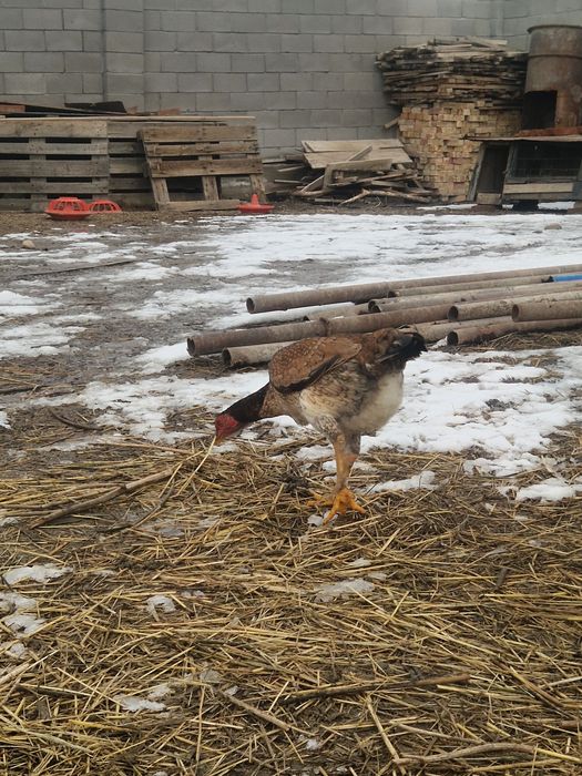 Дакан курица тулячка