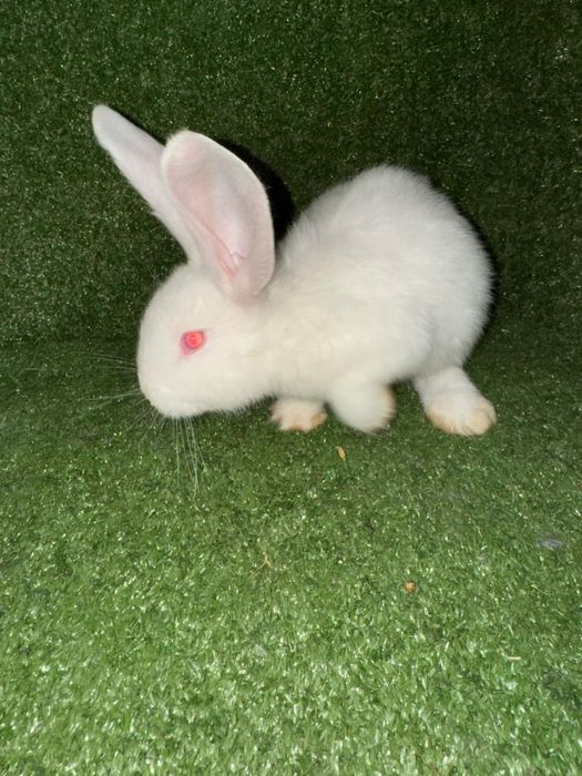 Крольчата кролики кролы биг