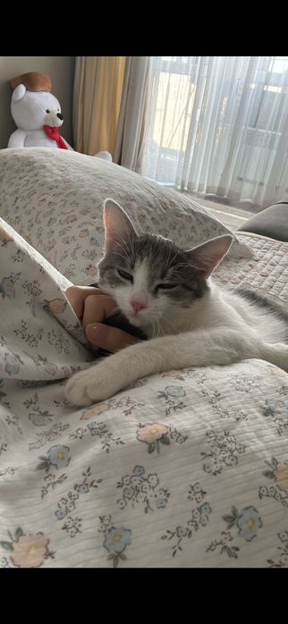 Ищу для кошки добрых хозяевов