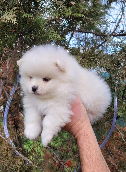 Померан-мини шпиц !!!