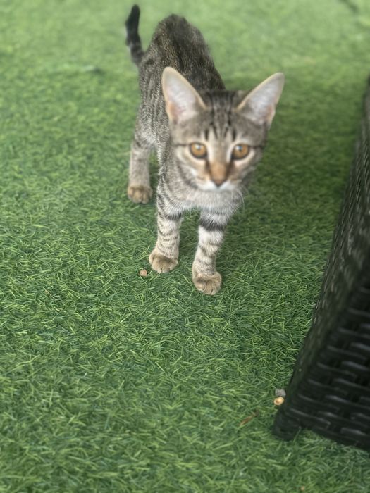 Домашние чистые котики