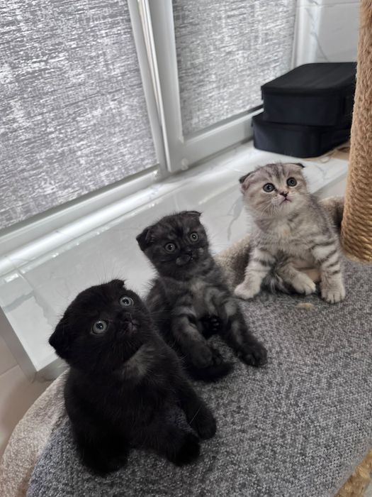 Котята шотландские