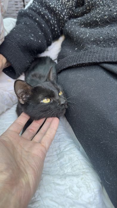 Котенок девочка. Бесплатно