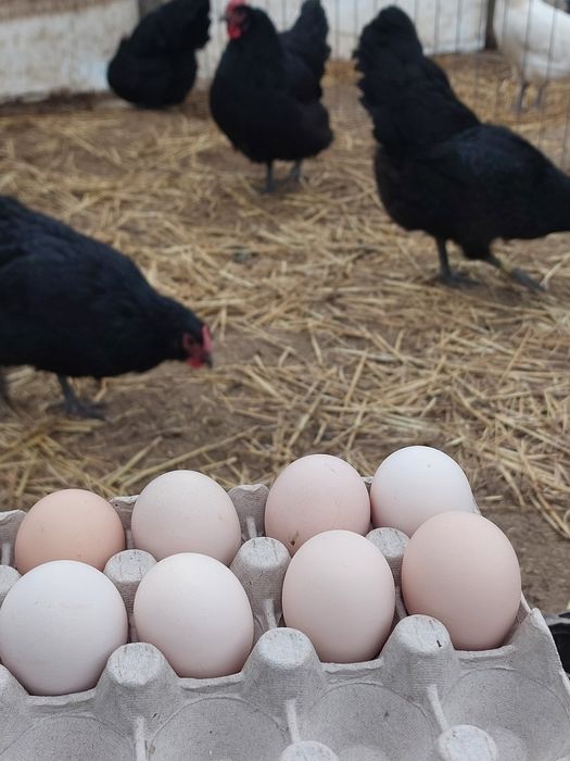 Oua incubat Australorp negru