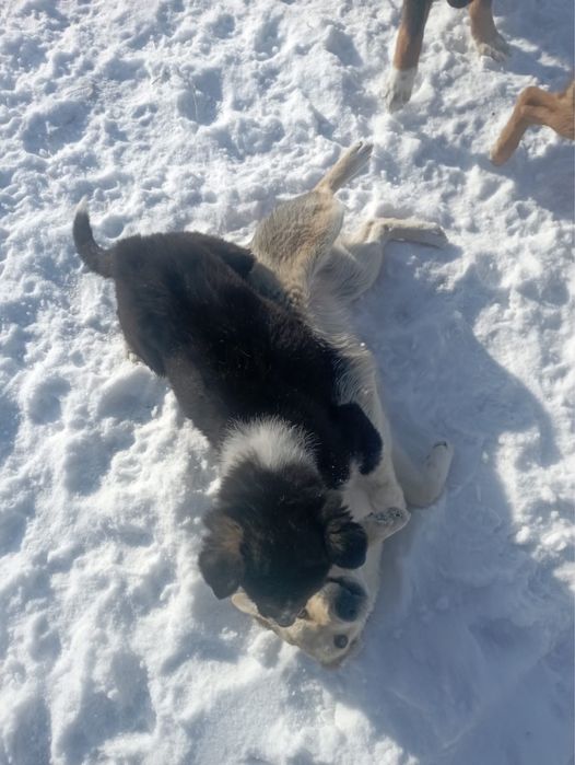 Отдам щенков в добрые руки
