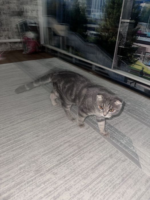 шотладский мысық