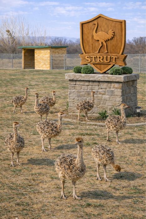 Pui de struț african – struti ferma MY OSTRICH