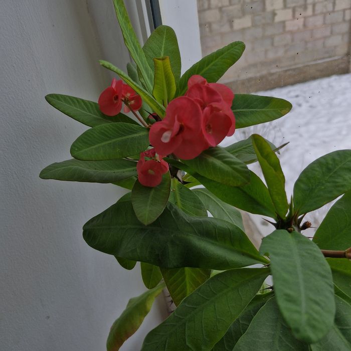 Крупноцветковый молочай Миля