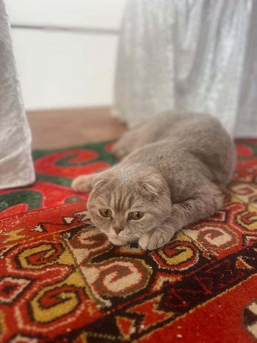 Продам кот шотландский
