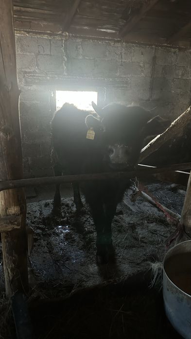 Бычок продам бык