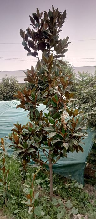 Магнолия гладифлора Италиянский