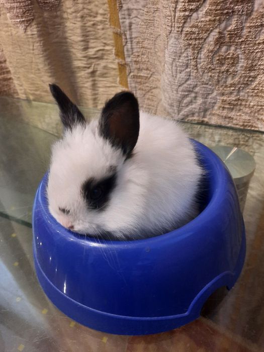 Декоративный кролик. Белый