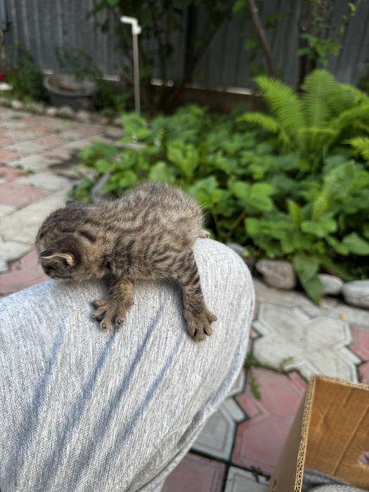 Отдам кошечку и 4 котята