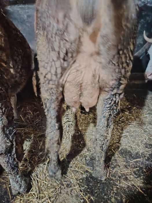 Junincă la prima fătare