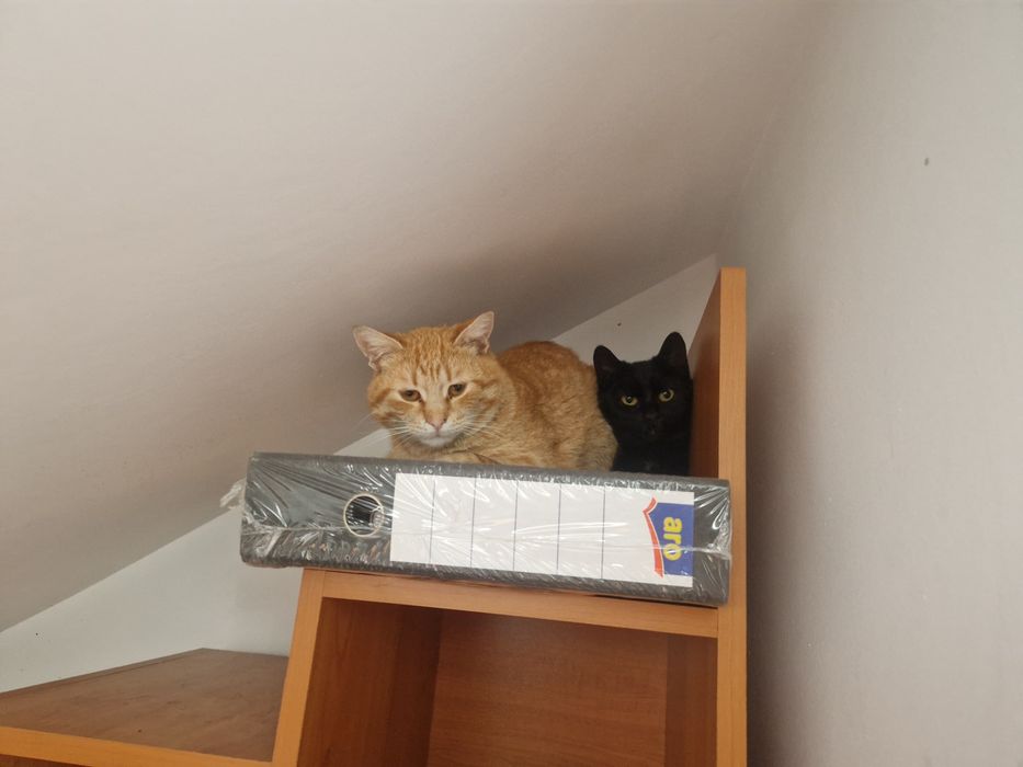 Adoptie pisica ( 2 pisici )