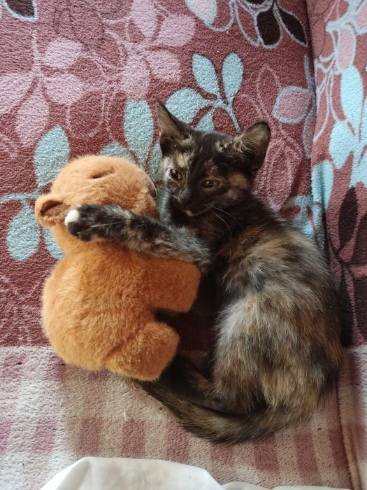 Отдам котят в добрые руки