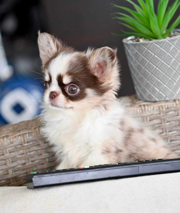 Женско дългокосместо миниатюрно чихуахуа шоколадово мерле