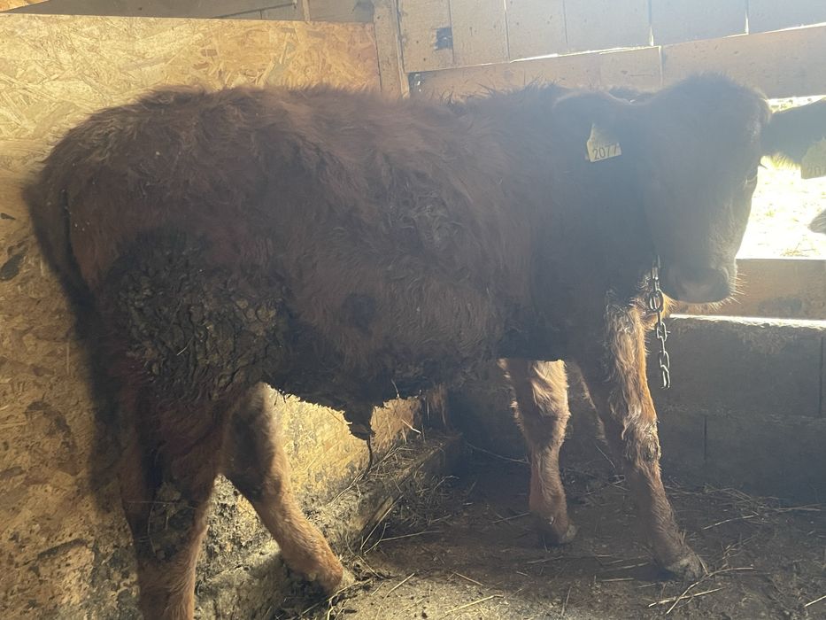 Tauras angus 5 luni 200 kg.