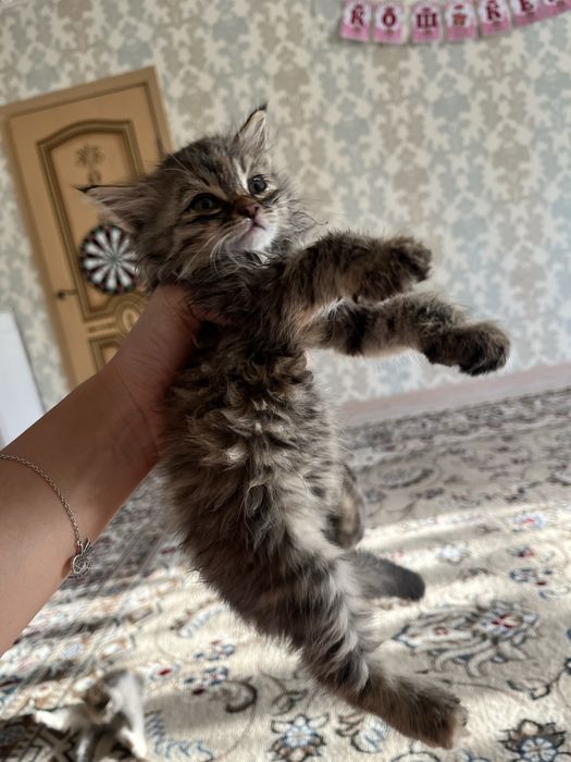 Котята ищут добрых хозяев