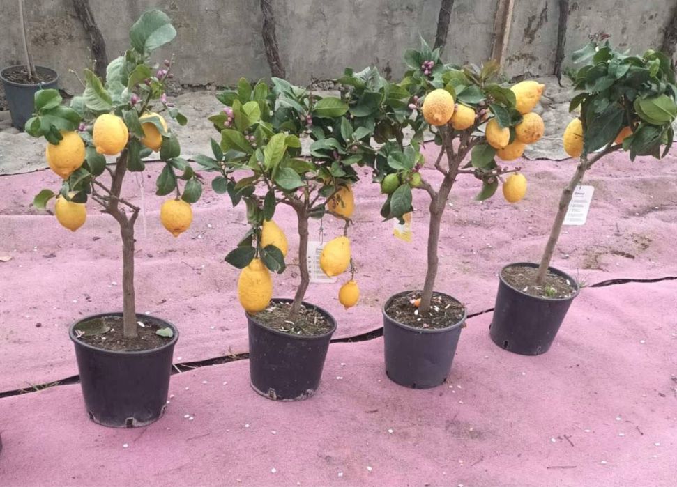 Дърво лимон и дърво портокал