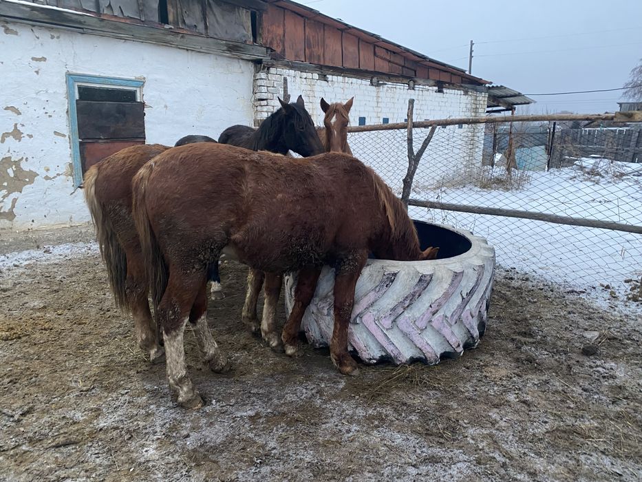 Продам лошадей стоит на откорме