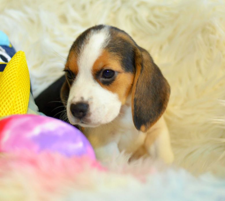 Pui Beagle tricolor din parinti cu pedigree