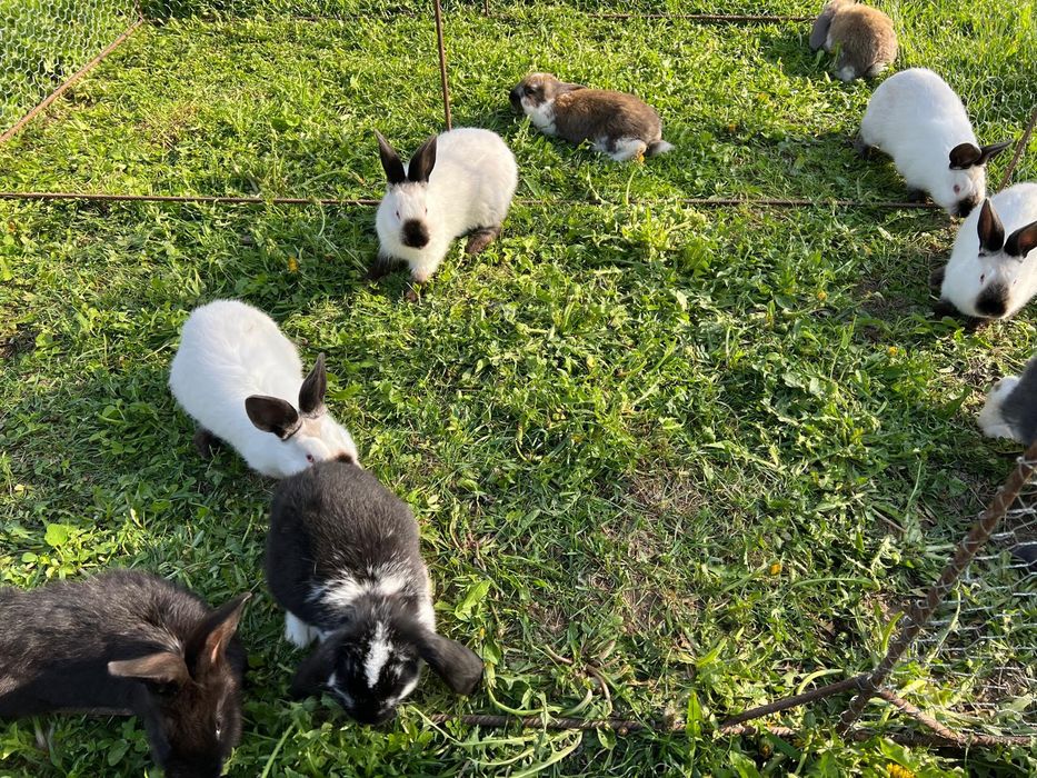 Vând iepuri [berbec german/californian]