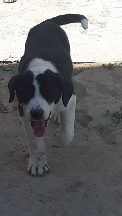 Alabay Алабай щенок