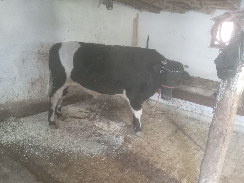 Бука парода месни