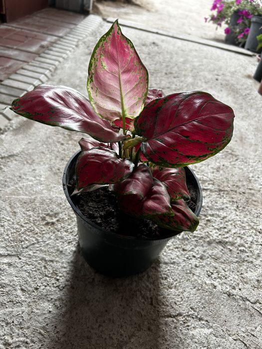 Комнатные цветы