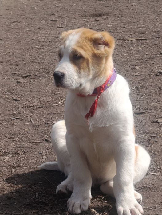 Мощный супер щенок Алабайчик