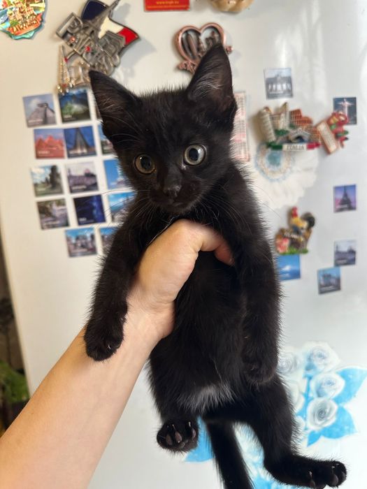 Отдаём котёнка и кошку