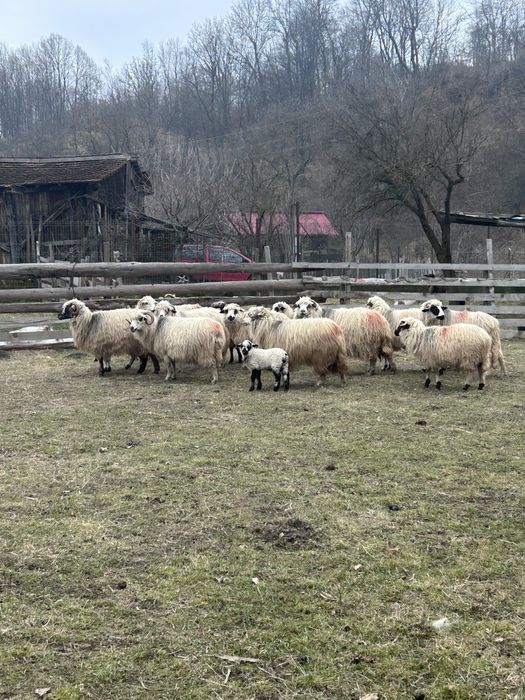 Vand oi turcane de munte