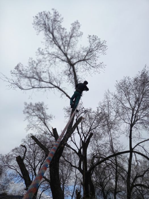Спил деревьев от 5000 тг