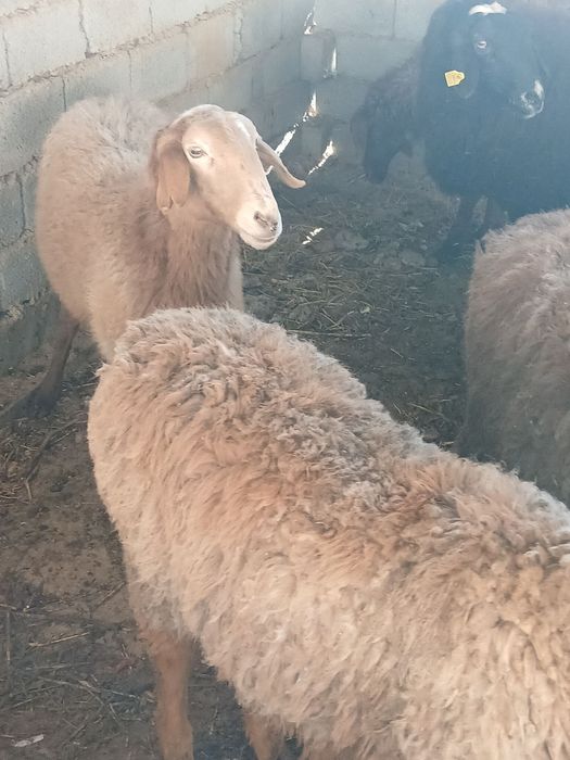 Qōy qirg'iz sotiladi