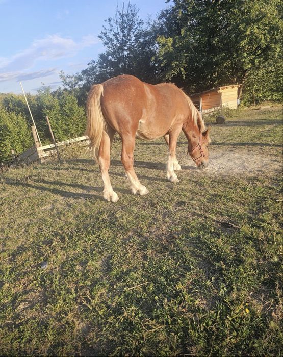 Vând manz de 1 un si 2 luni