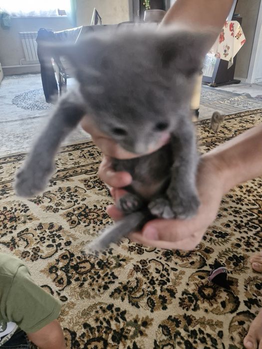 Животное, котята