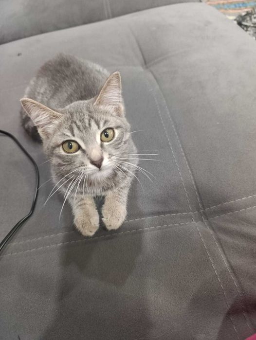 Отдам котенка  бесплатно