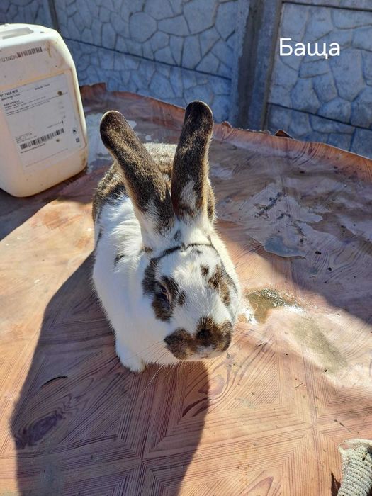 Продавам зайци за разплод