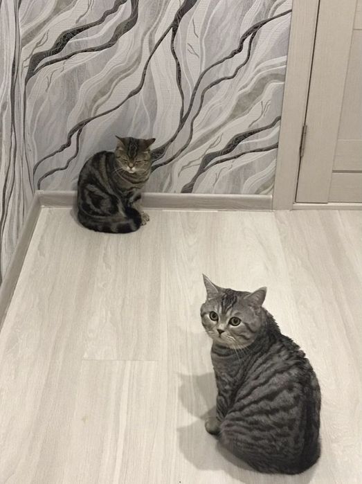 Вислоухие Шотландские котята