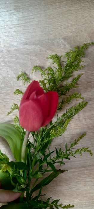 Тюльпаны букет и отдельно